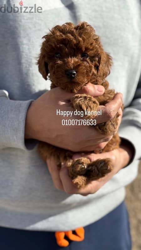 teacup poodle best and darkest male in egypt 0