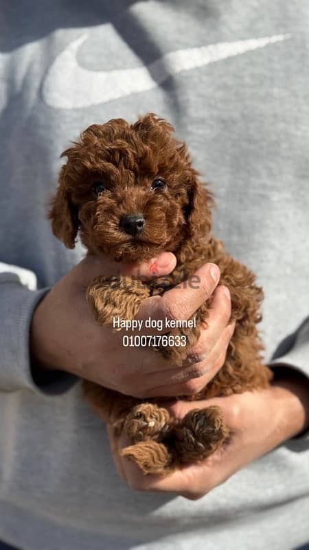 teacup poodle best and darkest male in egypt 1