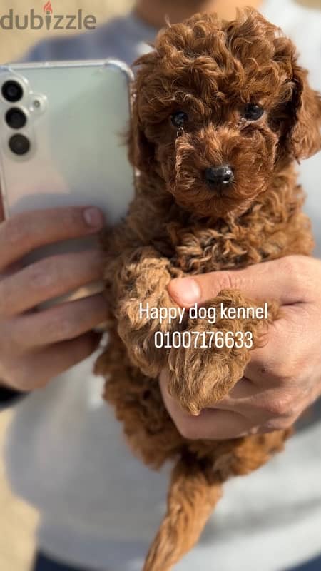 teacup poodle best and darkest male in egypt 2