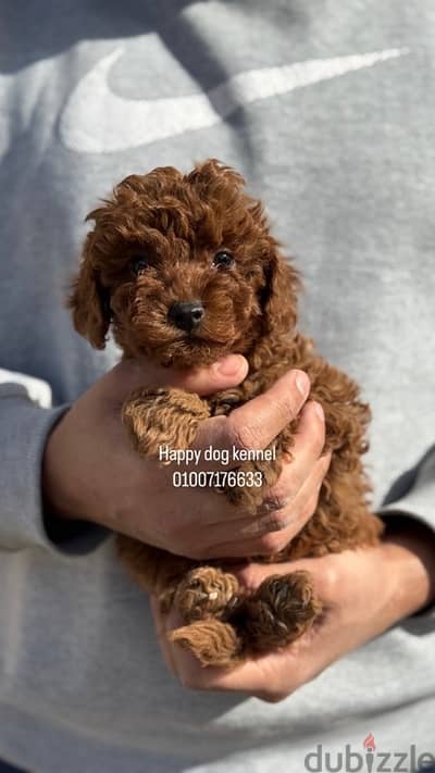 teacup poodle male darkest color in egypt and top quailty