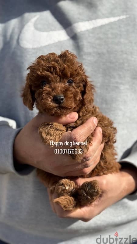 teacup poodle male darkest color in egypt and top quailty 0