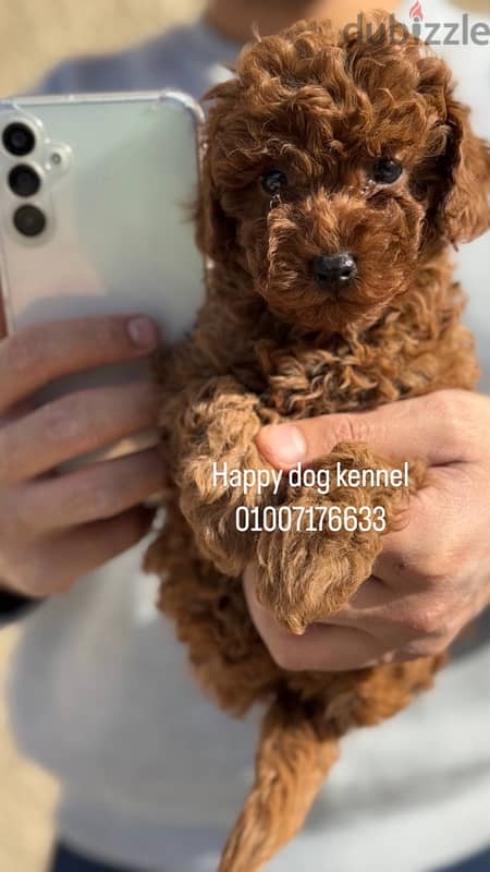 teacup poodle male darkest color in egypt and top quailty 3