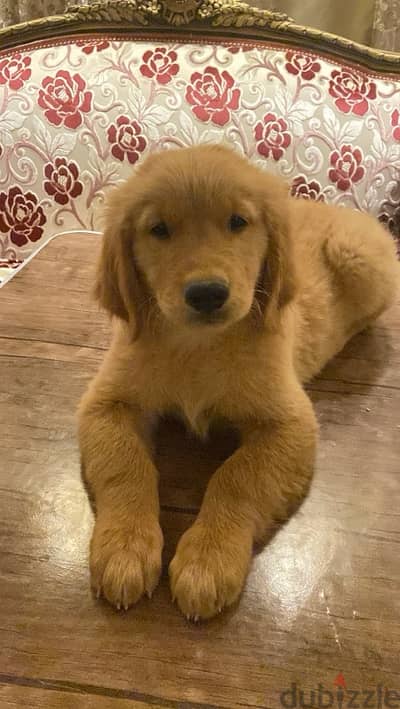 male golden retriever