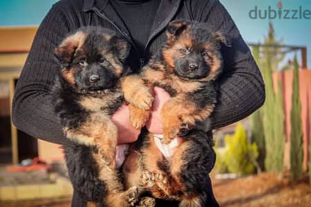 German Shepherd puppies for sale جراوي جيرمان للبيع