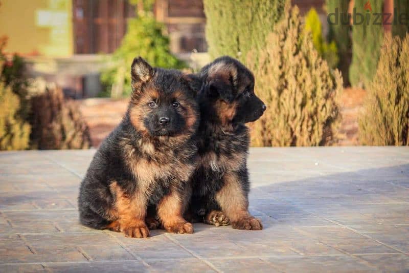 German Shepherd puppies for sale جراوي جيرمان للبيع 1