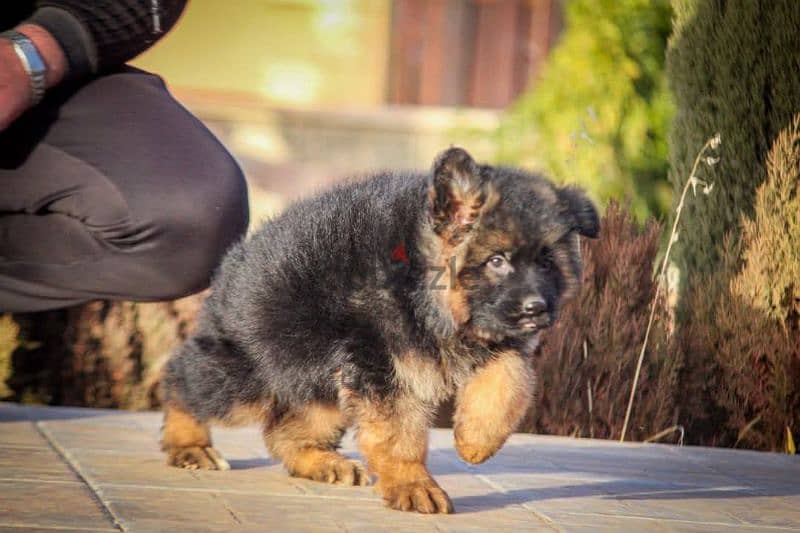 German Shepherd puppies for sale جراوي جيرمان للبيع 2