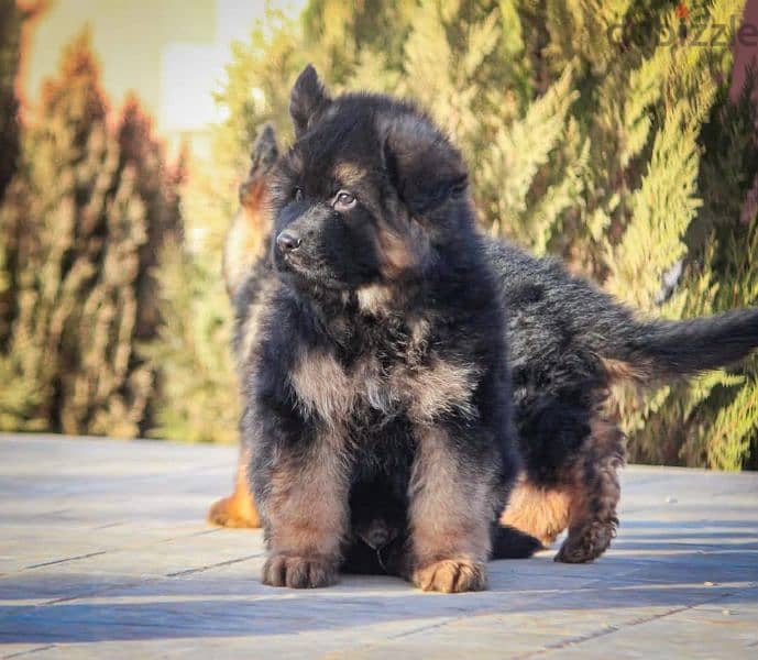 German Shepherd puppies for sale جراوي جيرمان للبيع 3