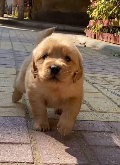 golden retriever puppies جولدن