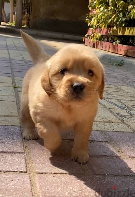 golden retriever puppies جولدن 1