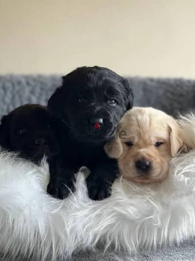 black retriever puppies بلاك ريتريفر