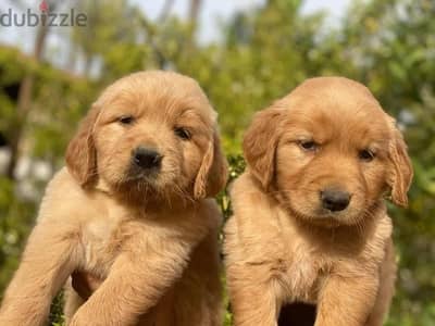 golden retriever puppies جولدن ريتريفر