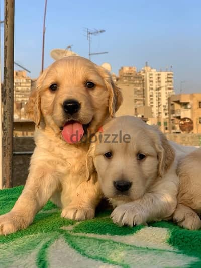 golden retriever puppies جولدن ريتريفر