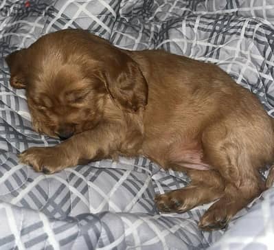 cocker spaniel puppy كوكر اسبانيول