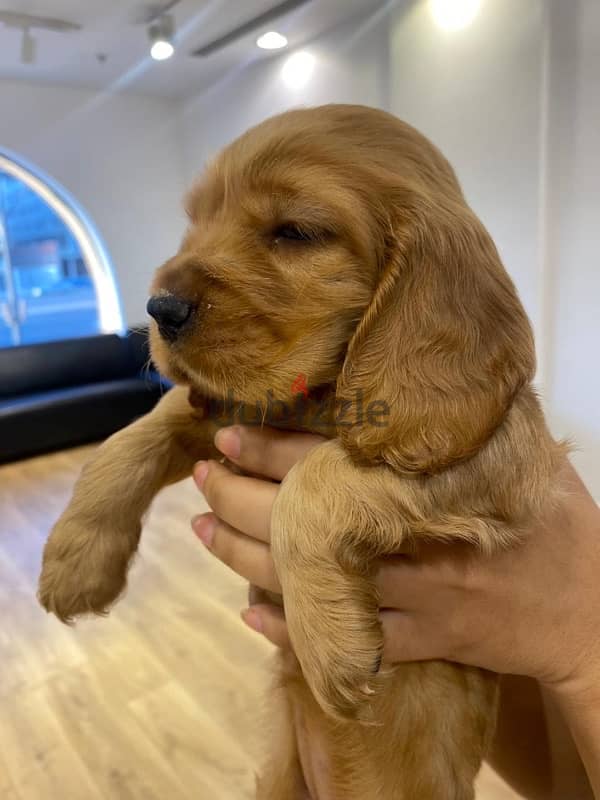 cocker spaniel puppy كوكر اسبانيول 1