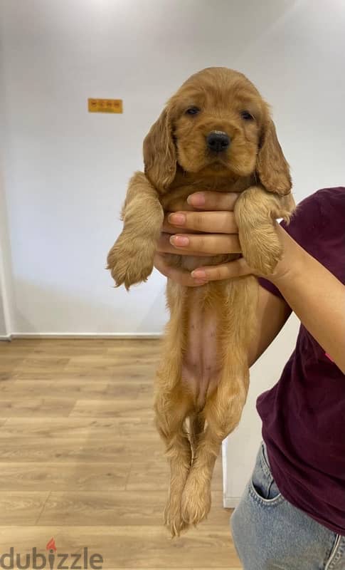 cocker spaniel puppy كوكر اسبانيول 2