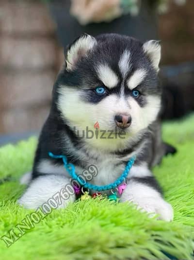 جراوي هاسكي والاسكا ماليموت لونج هير husky pure