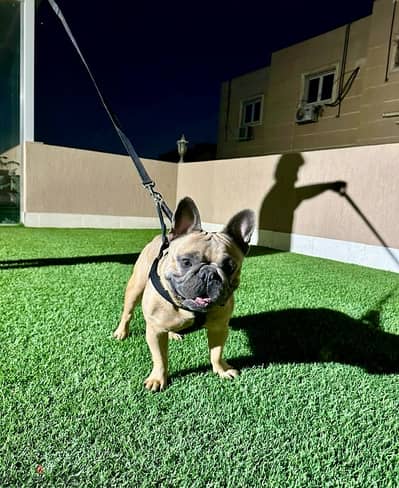 MALE FRENCH BULLDOG FOR SALE OR MATING