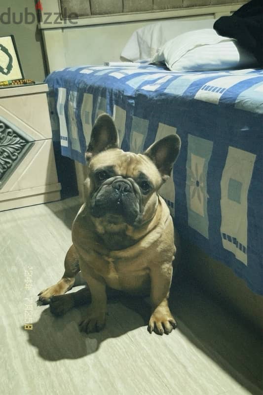 MALE FRENCH BULLDOG FOR SALE 1