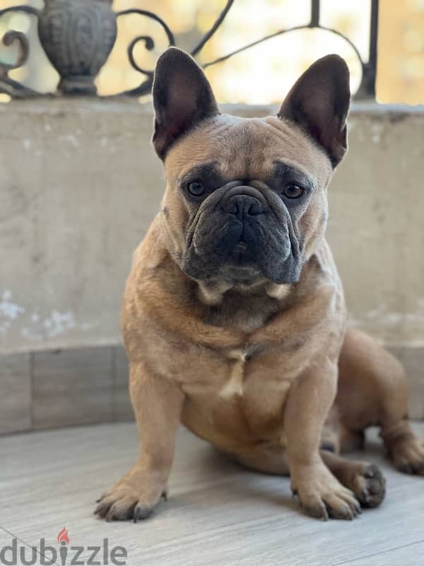 MALE FRENCH BULLDOG FOR SALE 2