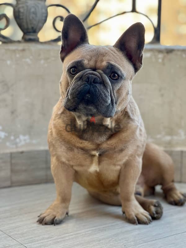 MALE FRENCH BULLDOG FOR SALE 3