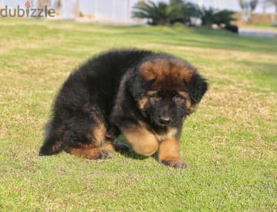 German shepherd puppies male female German جراوي جيرمن شيبرد ذكر انثي