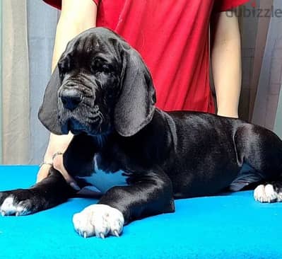 great Dane puppy boy from Russia