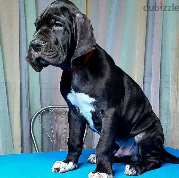 great Dane puppy boy from Russia 1