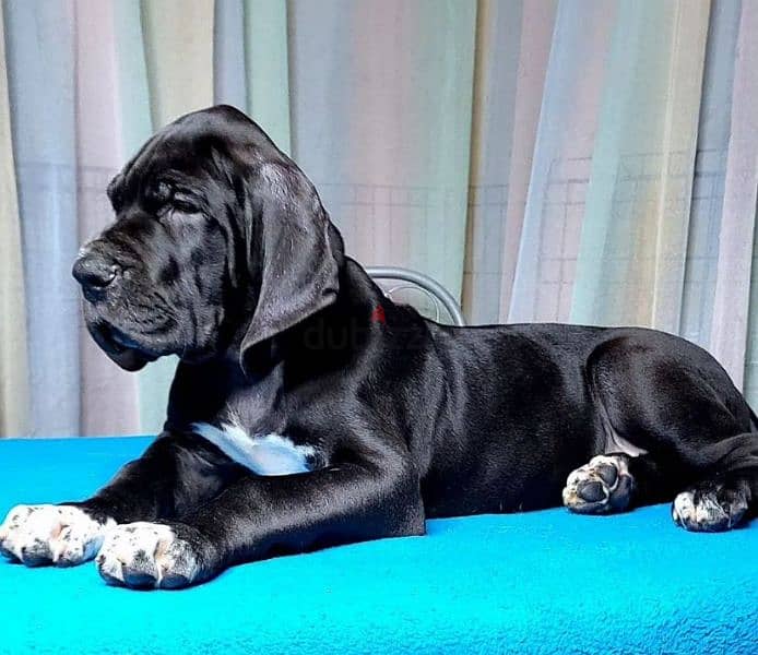 great Dane puppy boy from Russia 2