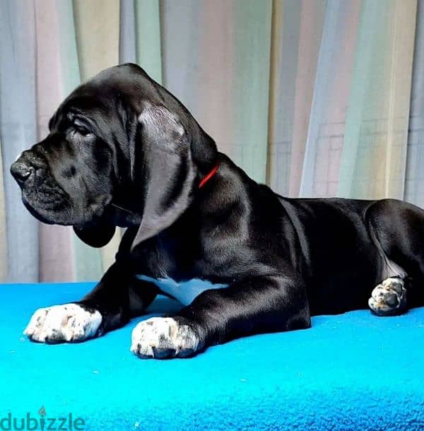 great Dane puppy boy from Russia 3