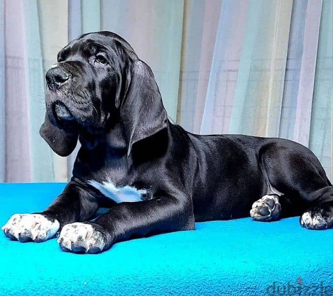 great Dane puppy boy from Russia 4