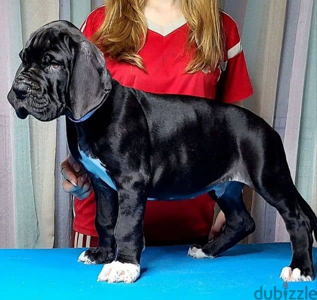 great Dane puppy boy from Russia 6