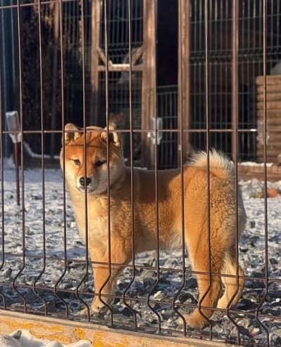 shiba