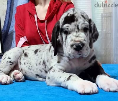 great Dane puppy boy from Russia