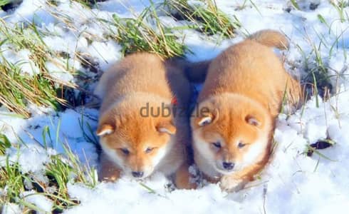 shiba