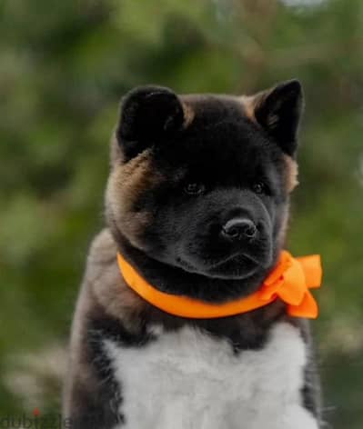 American Akita puppy boy from Russia