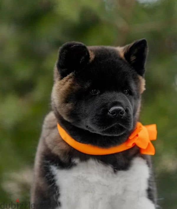 American Akita puppy boy from Russia 0