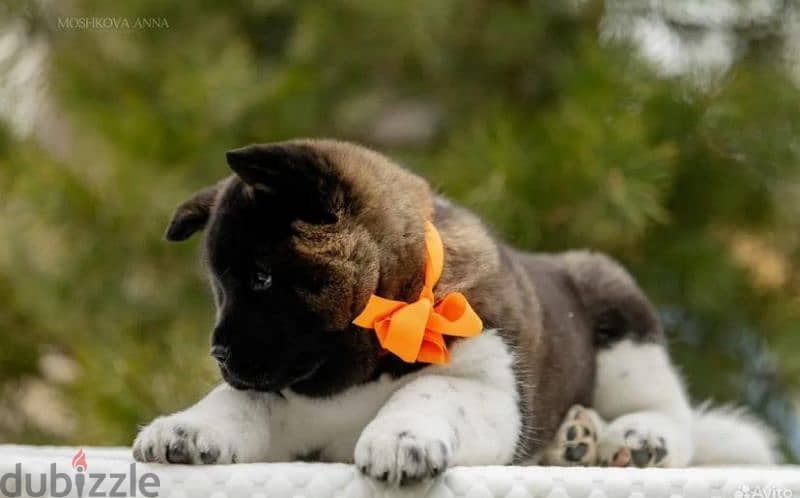 American Akita puppy boy from Russia 1