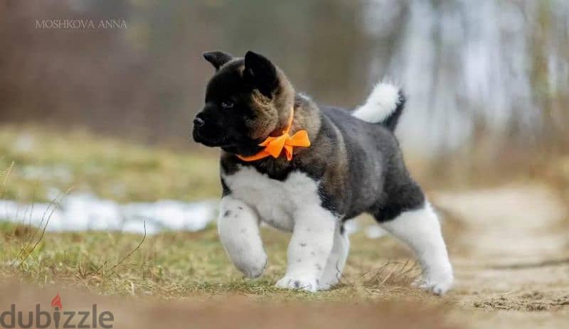 American Akita puppy boy from Russia 2