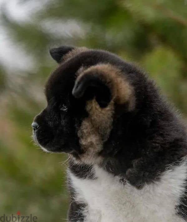 American Akita puppy boy from Russia 3