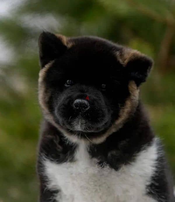 American Akita puppy boy from Russia 4