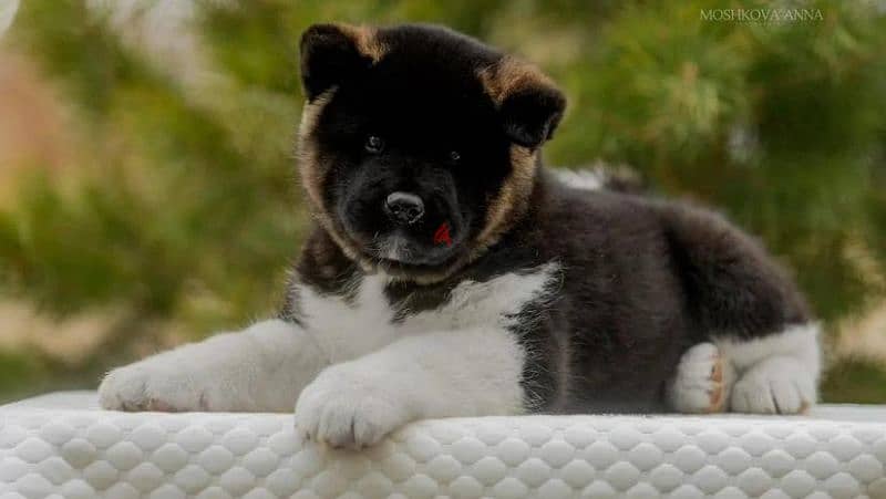 American Akita puppy boy from Russia 5