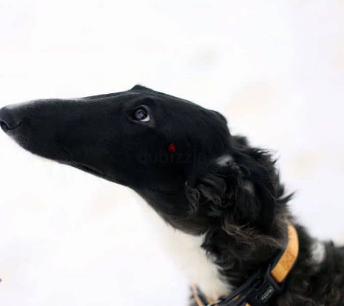 russian greyhound puppy girl from Russia 2