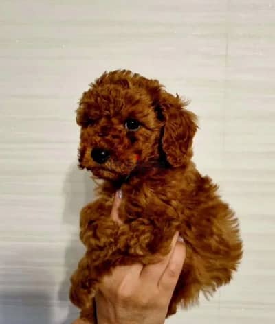 toy poodle red brown female from Russia