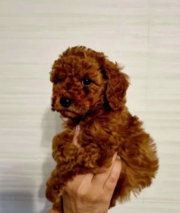 toy poodle red brown female from Russia 0