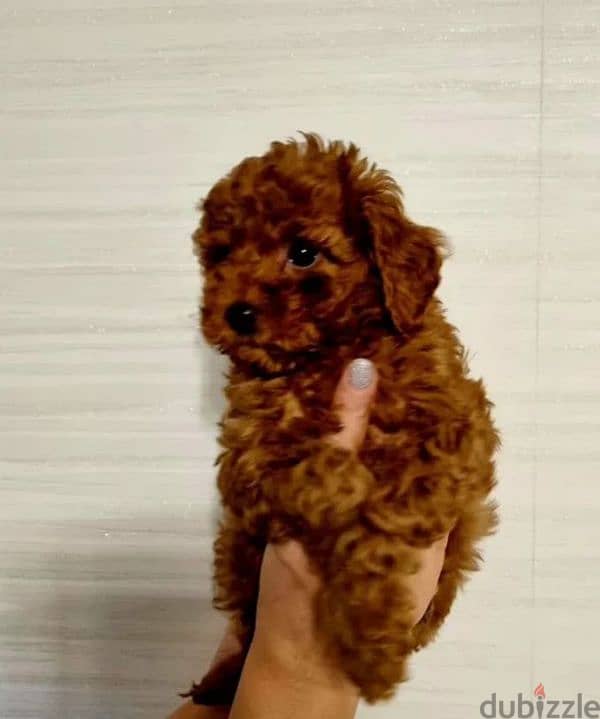 toy poodle red brown female from Russia 1