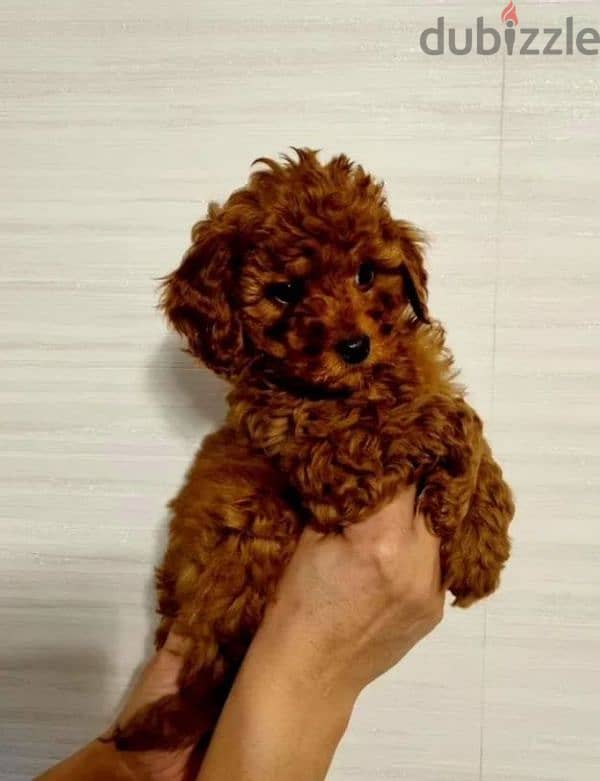 toy poodle red brown female from Russia 2