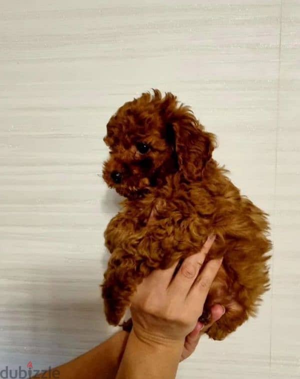 toy poodle red brown female from Russia 3