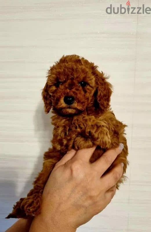 toy poodle red brown female from Russia 4