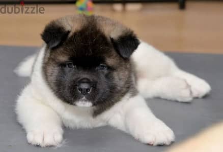 American Akita puppy boy from Russia