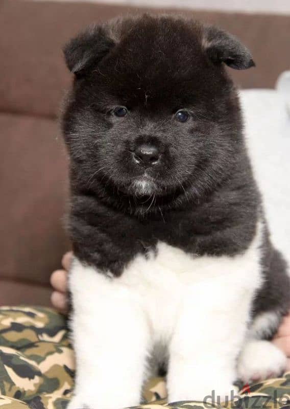 American Akita puppy boy from Russia 1